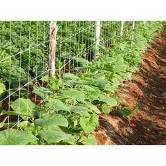 Crop Support Net
