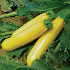 Squash Yellow F1