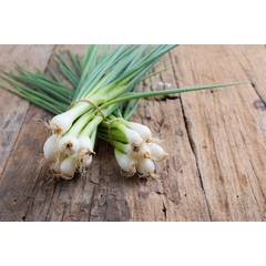 White Lisbon Onion