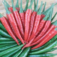 Red Thunder F1