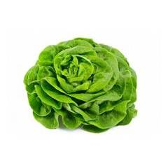 Meteore F1 (ButterHead)