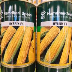 Hybrix F1 (Namdhari) - 500g