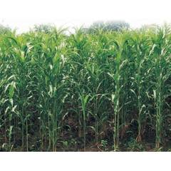 Sugar graze F1 - 1Kg