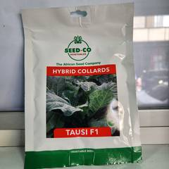 Tausi F1 Collard