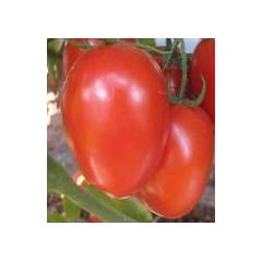 Terminator F1 tomato seeds