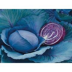 Riva F1 Red Cabbage 2500 Seeds (15Gms)