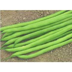 Serengeti French Beans