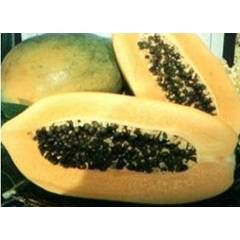 Sinta F1 - 10 Seeds