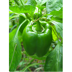 Pepper California Wonder (Safari seed)