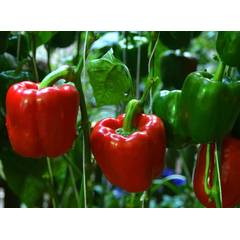 Pepper F1 Hyb Douple Up