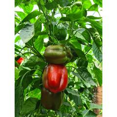 Pepper Geva F1