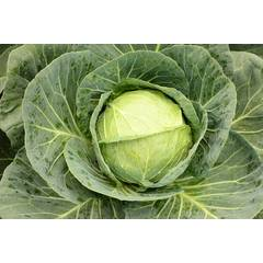 Polo cabbage
