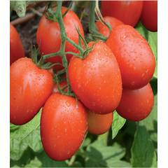 Tomato Nyota  F1