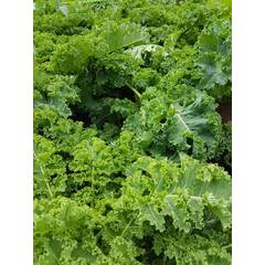 Malkia Curly Kale