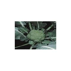 Montop brocolli- 2500 Seeds