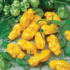 Habanero Yellow - 1000 Seeds
