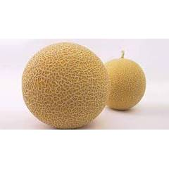 Galia F1 (Amiran)