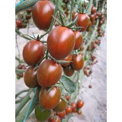 Cherry Tomato Cherry (Chocolate)