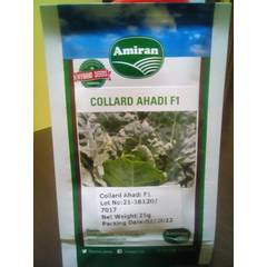 Collard Ahadi F1