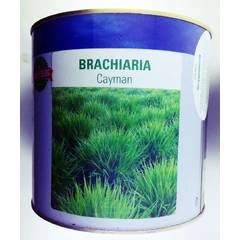 Brachiaria Cayman (Amiran)