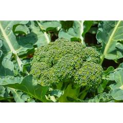 Brocolli Calabrese