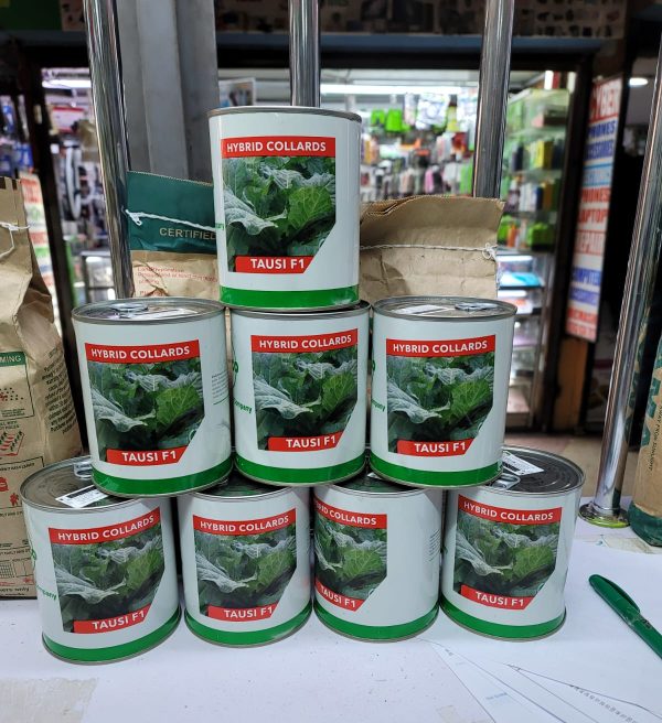 Tausi F1 Collard