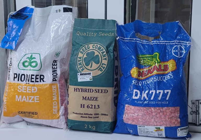 Corteva Pioneer, DEKALB and Kenya Seed hybrid maize varieties available in Kenya
